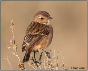 Stonechat