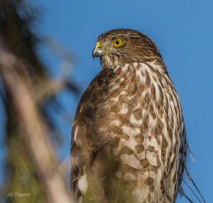 Coopers Hawk