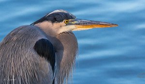 Blue Heron