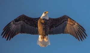 Bald Eagle