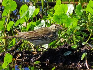 American Pipit