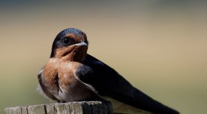 Welcome Swallow juvenile