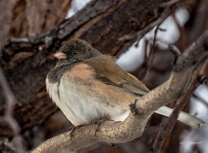 Oregon Junco