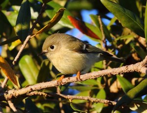 Ruby-crowned Kinglet