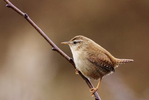 Wren