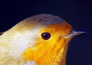 Robin