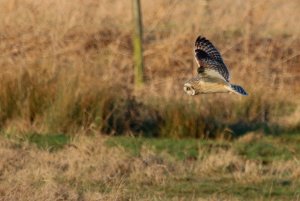 Short Eared Owl