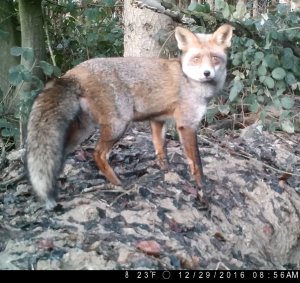 Fox at a badger's den