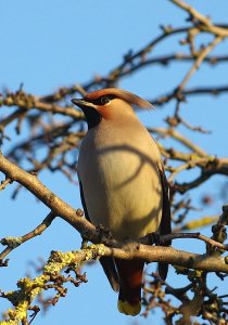 Waxwing