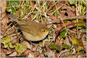 Winter Chiffchaff