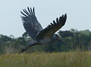Shoebill in flight