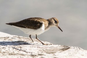 A Footless Common Sandpiper