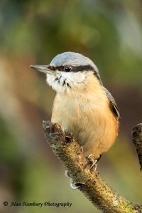 Nuthatch