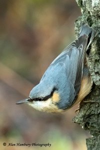 Nuthatch