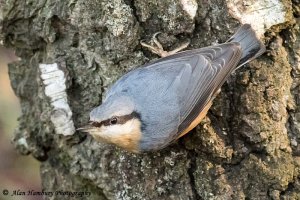 Nuthatch