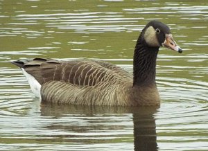 Canada goose or what?