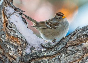 White Crowned Sparrow