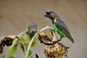 Meyer's Parrot