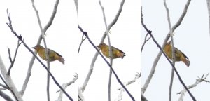 Female Summer Tanager