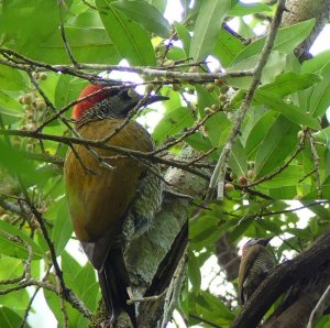 Golden-olive Woodpecker