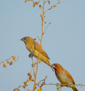 Scaly-breasted Munia