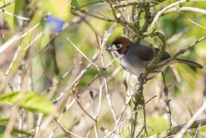 Cabanis's Ground-Sparrow