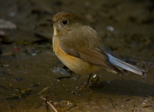 Red-flanked Bluetail