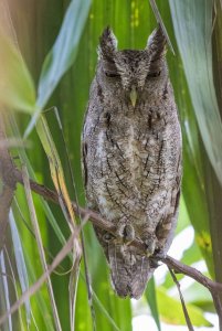 Pacific Screech-Owl