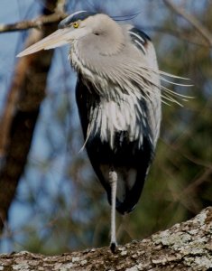 Great Blue Heron