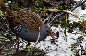 Water Rail (feeding)