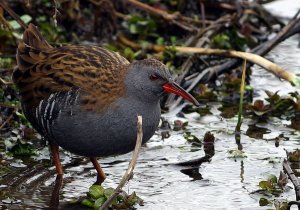 Water Rail