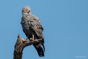 African Harrier Hawk