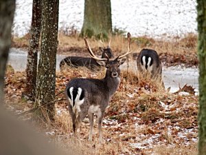 Fallow deer