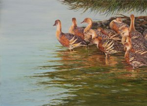 Plummed Whistling Ducks