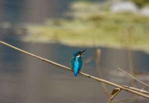 Common Kingfisher -rear view