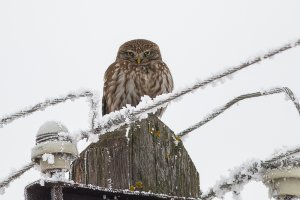 Little Owl