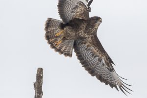 Common Buzzard