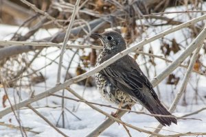 Mistle Thrush