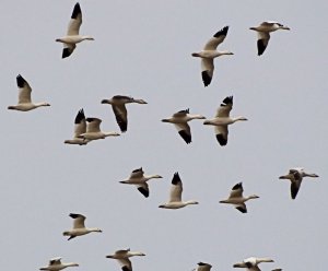 Snow Geese