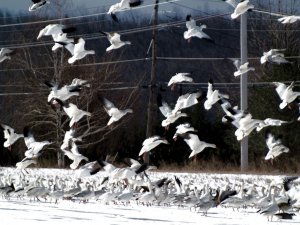 Snow Geese