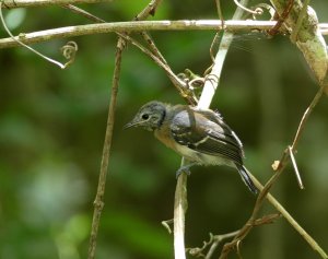 White-flanked Antwren - Male