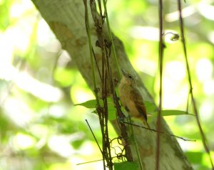 White-flanked Antwren - Female