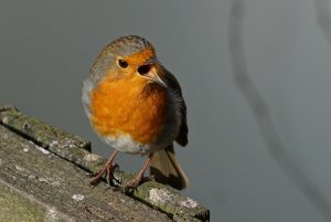 Robin