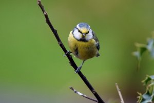 Blue Tit