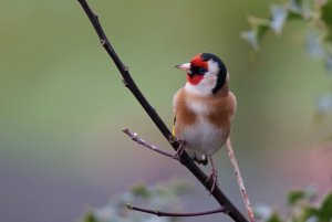 Goldfinch