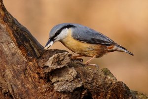 Nuthatch