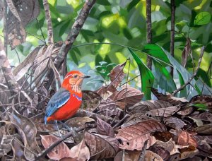 Blue-banded Pitta painting