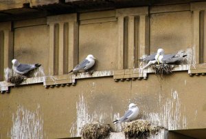 Kittiwake (Rissa tridactyla)