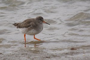 Red Shank