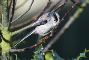 Long Tailed Tit